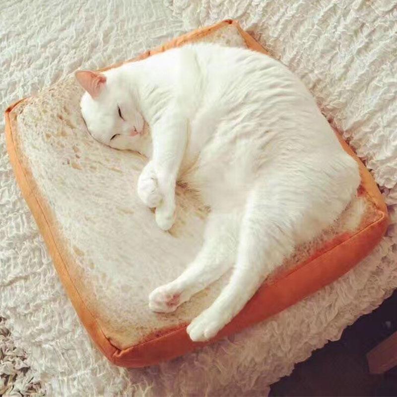 Sponge Pet Cat Toast