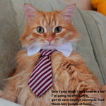 [MPK Store] Cute Cat Ties