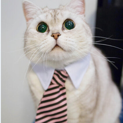 [MPK Store] Cute Cat Ties