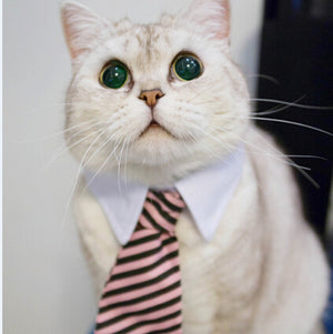 [MPK Store] Cute Cat Ties