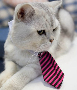 [MPK Store] Cute Cat Ties